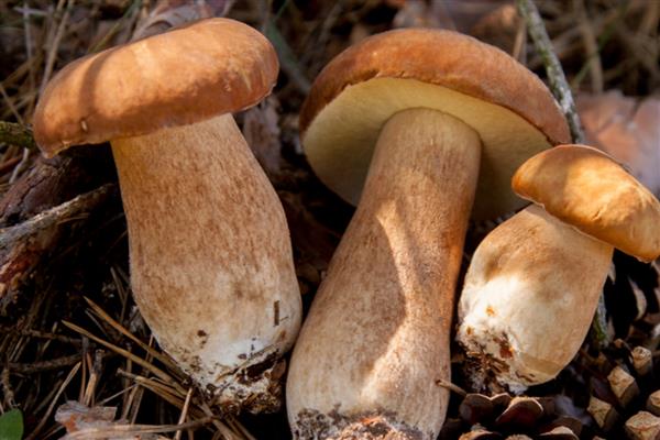 哪些菌类呈黄色，常见牛肝菌、鸡油菌等品种