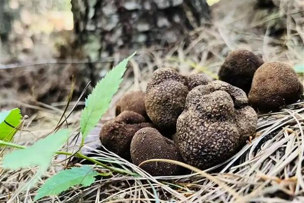 哪些菌类呈黄色，常见牛肝菌、鸡油菌等品种