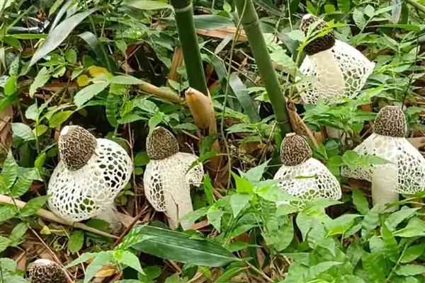 哪些菌类呈黄色，常见牛肝菌、鸡油菌等品种