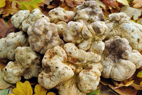 哪些菌类呈黄色，常见牛肝菌、鸡油菌等品种