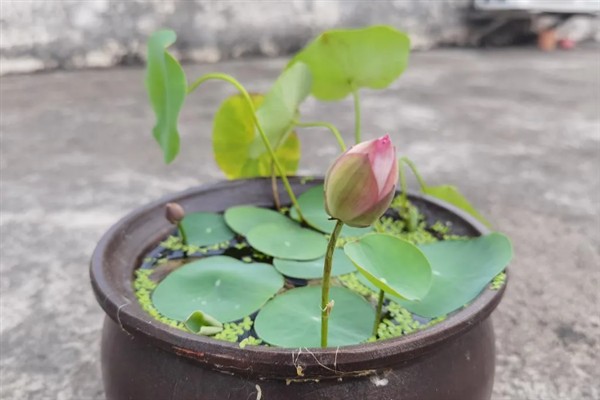 哪些植物需要睡眠，包括合欢树、杜鹃、蟹爪兰等品种
