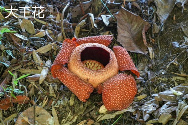 哪些植物需要睡眠，包括合欢树、杜鹃、蟹爪兰等品种
