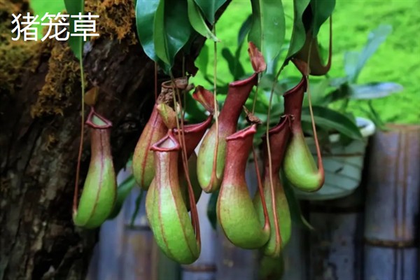 哪些植物需要睡眠，包括合欢树、杜鹃、蟹爪兰等品种