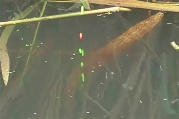 七星漂适合用几号，取决于水深、抛投距离、鱼体大小等条件