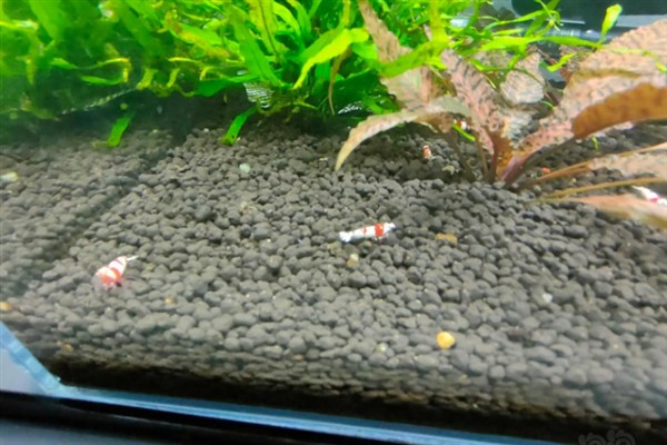 硝化细菌是不是自养型，既是自养型细菌也是好氧性细菌