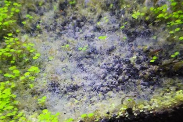 硝化细菌是不是自养型，既是自养型细菌也是好氧性细菌