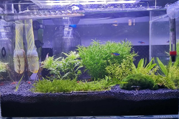 硝化细菌是不是自养型，既是自养型细菌也是好氧性细菌