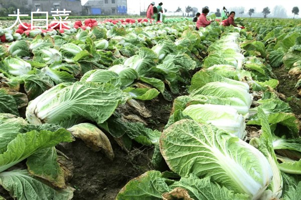 七月份能在室外种哪些蔬菜，可选择生菜、豇豆、菠菜等品种