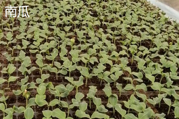 七月份能在室外种哪些蔬菜，可选择生菜、豇豆、菠菜等品种