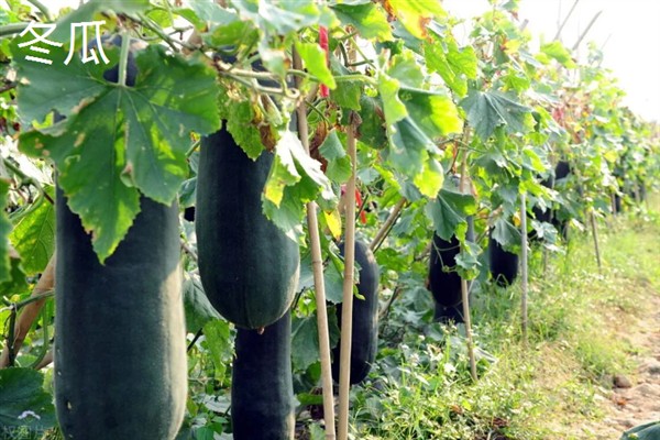 七月份能在室外种哪些蔬菜，可选择生菜、豇豆、菠菜等品种