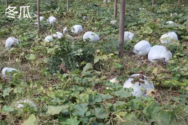 七月份能在室外种哪些蔬菜，可选择生菜、豇豆、菠菜等品种