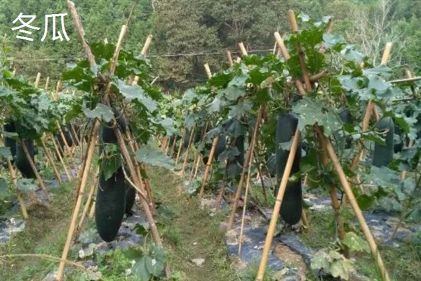 七月份能在室外种哪些蔬菜，可选择生菜、豇豆、菠菜等品种