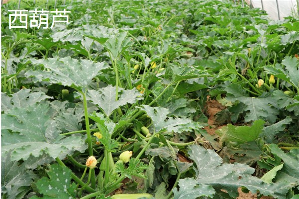 七月份能在室外种哪些蔬菜，可选择生菜、豇豆、菠菜等品种