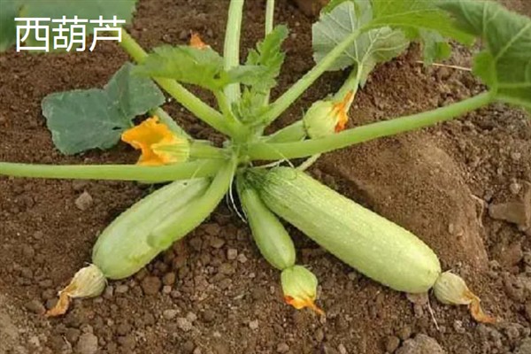 七月份能在室外种哪些蔬菜，可选择生菜、豇豆、菠菜等品种