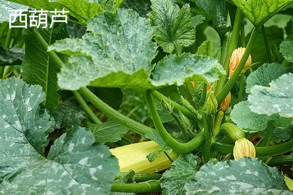 七月份能在室外种哪些蔬菜，可选择生菜、豇豆、菠菜等品种