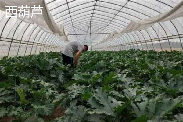 七月份能在室外种哪些蔬菜，可选择生菜、豇豆、菠菜等品种
