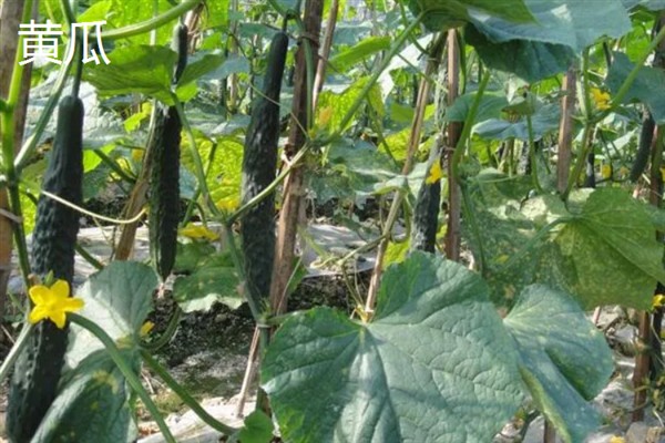 七月份能在室外种哪些蔬菜，可选择生菜、豇豆、菠菜等品种