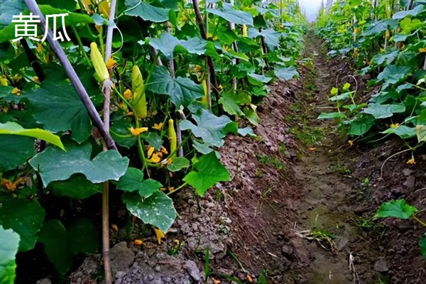 七月份能在室外种哪些蔬菜，可选择生菜、豇豆、菠菜等品种