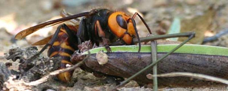 牛角蜂蛰了几天消肿，因蛰伤程度不同而不同