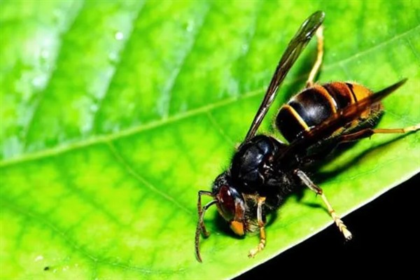 牛角蜂蛰了几天消肿，因蛰伤程度不同而不同