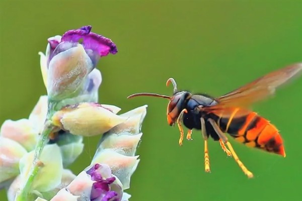 牛角蜂蛰了几天消肿，因蛰伤程度不同而不同