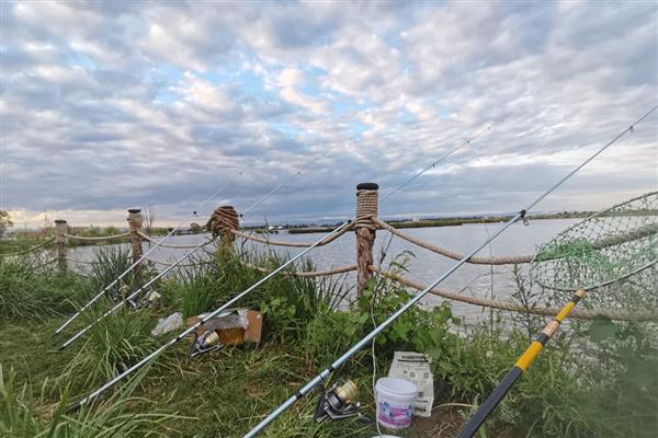 东北沙坑里有什么鱼，有麦穗鱼、钩子鱼等