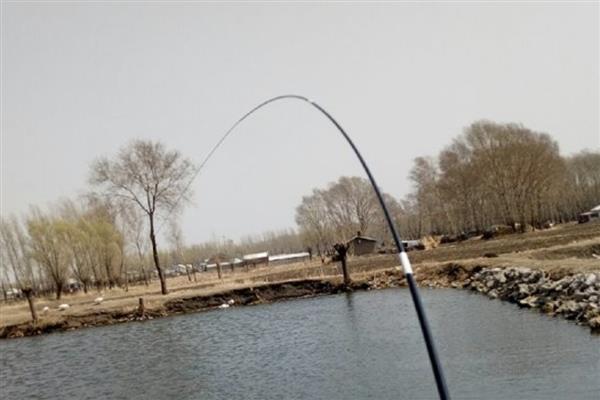 东北沙坑里有什么鱼，有麦穗鱼、钩子鱼等