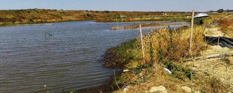 东北沙坑里有什么鱼，有麦穗鱼、钩子鱼等