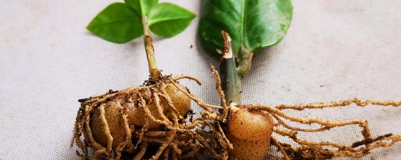 金钱树如何分根，首先要将植株进行脱盆的处理