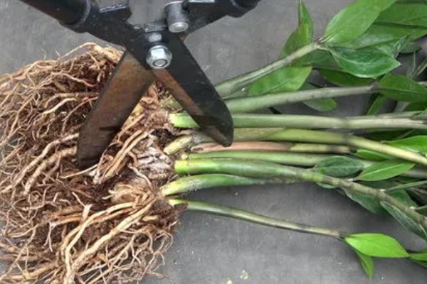 金钱树如何分根，首先要将植株进行脱盆的处理