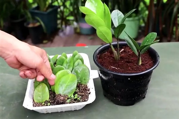 金钱树如何分根，首先要将植株进行脱盆的处理