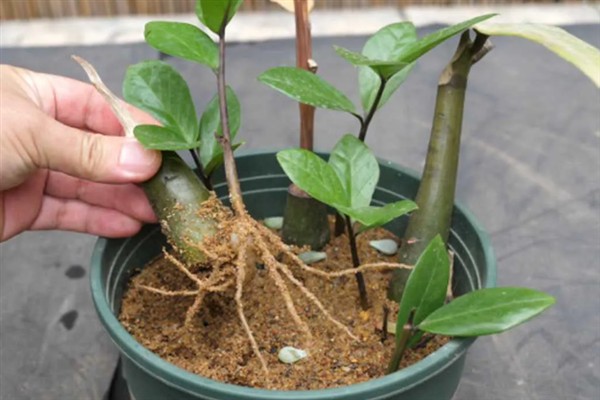 金钱树如何分根，首先要将植株进行脱盆的处理