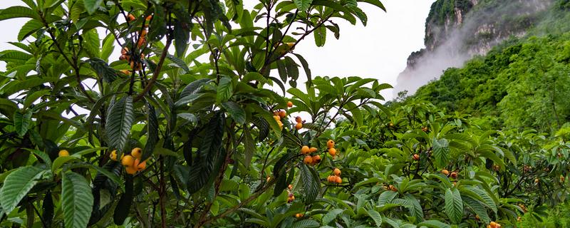 在家里种植枇杷为什么不结果，常见修剪不当、授粉不良等原因