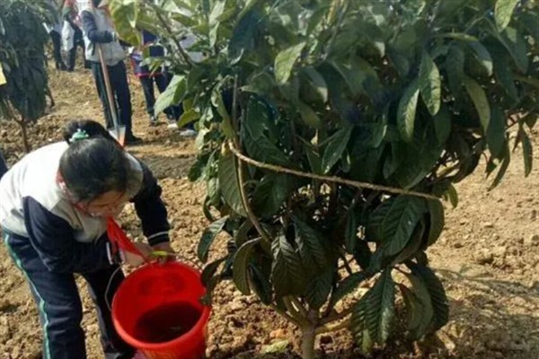 在家里种植枇杷为什么不结果，常见修剪不当、授粉不良等原因