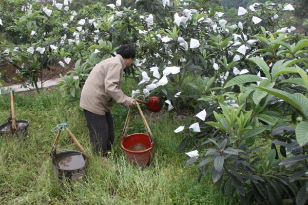 在家里种植枇杷为什么不结果，常见修剪不当、授粉不良等原因