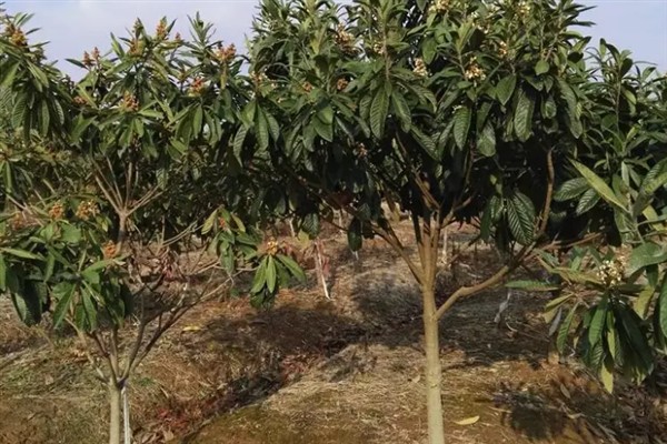 在家里种植枇杷为什么不结果，常见修剪不当、授粉不良等原因