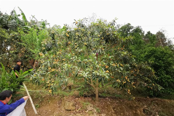 在家里种植枇杷为什么不结果，常见修剪不当、授粉不良等原因