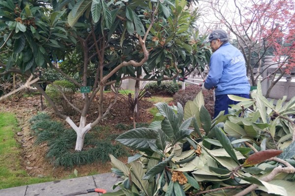在家里种植枇杷为什么不结果，常见修剪不当、授粉不良等原因