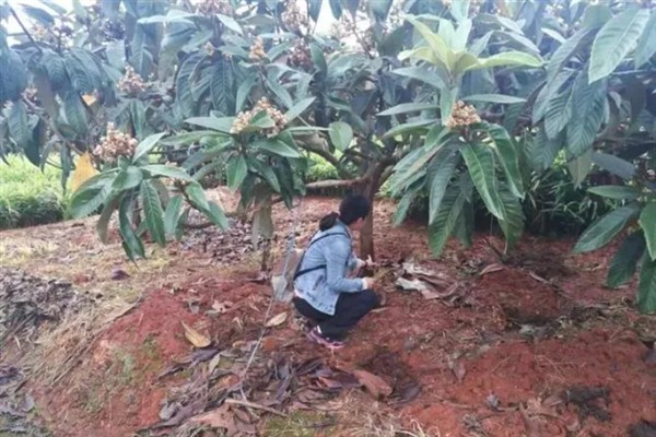在家里种植枇杷为什么不结果，常见修剪不当、授粉不良等原因
