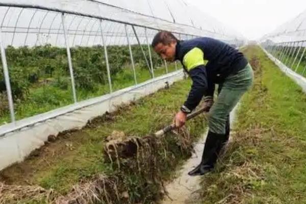 冬季怎么给大棚保温，覆盖草帘并加盖农膜可提高保温性能