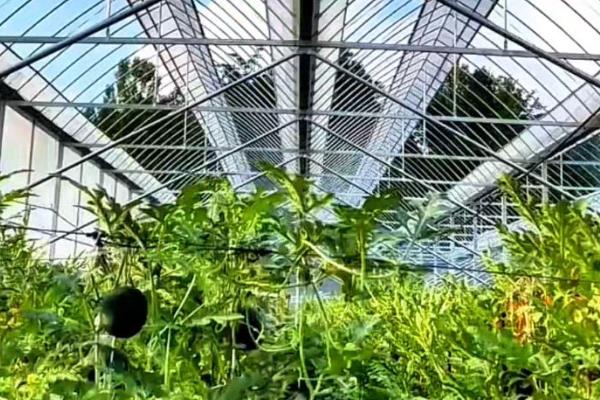 冬季怎么给大棚保温，覆盖草帘并加盖农膜可提高保温性能