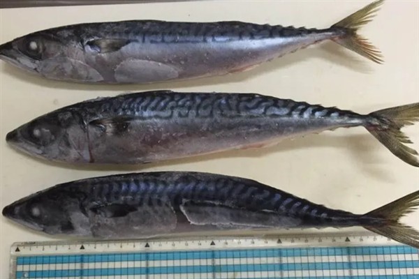 鲐鱼简介，一般是指日本鲭