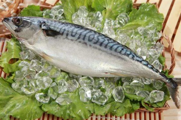 鲐鱼简介，一般是指日本鲭