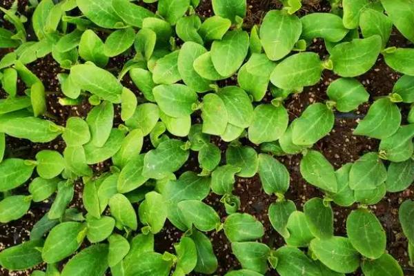 南瓜是不是植物，属于葫芦科里面的蔓生植物