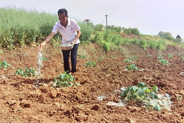 南瓜是不是植物，属于葫芦科里面的蔓生植物