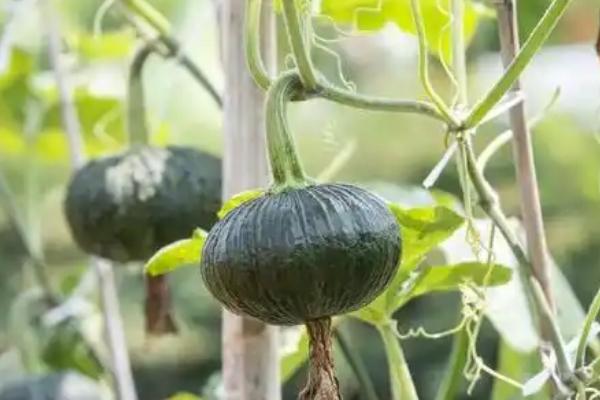 南瓜是不是植物，属于葫芦科里面的蔓生植物