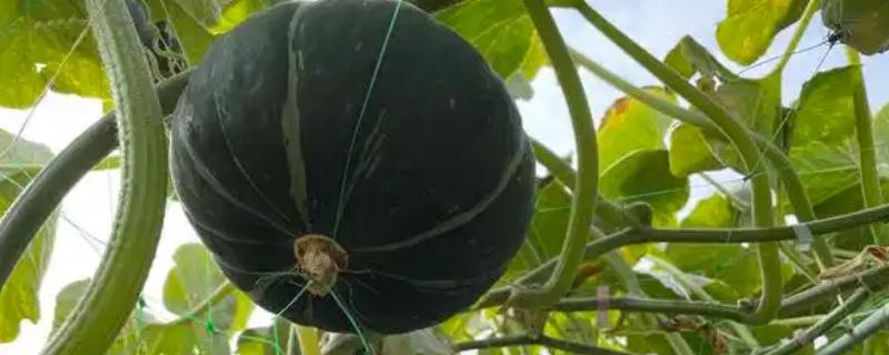 南瓜是不是植物，属于葫芦科里面的蔓生植物