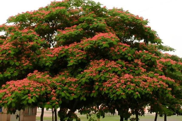 北方能不能种合欢树,耐寒性较强在北方也能露地过冬