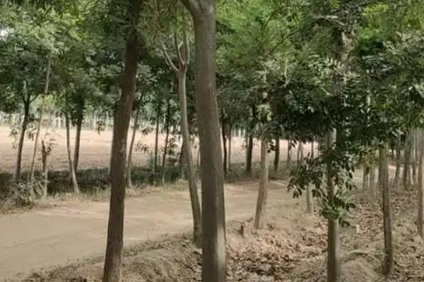 北方能不能种合欢树,耐寒性较强在北方也能露地过冬