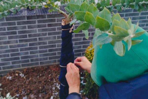 北方能不能种合欢树,耐寒性较强在北方也能露地过冬